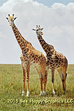 Masai Giraffes