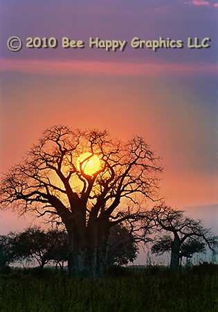 Sun Setting in Baobab Tree