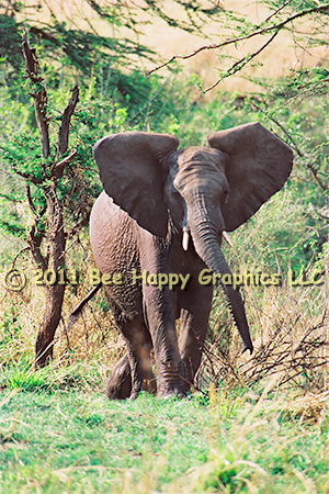 Charging Elephant