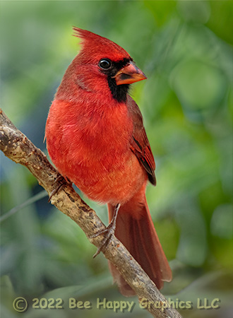 Male Cardinal