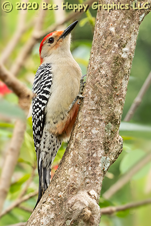 Red-bellied Woodpecker