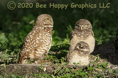 Burrowing Owls