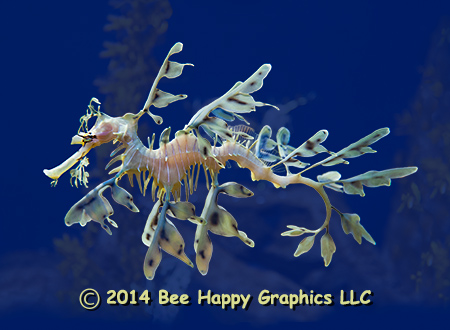 Leafy Sea Dragon