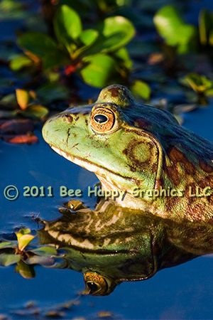 Bullfrog Head