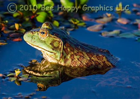 Bullfrog