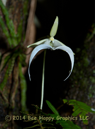 Ghost Orchid