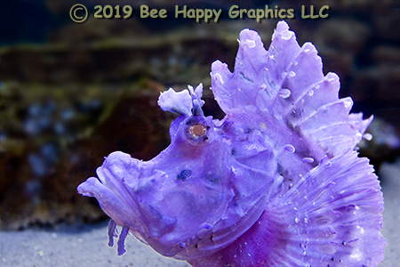 Popeyed Scorpionfish