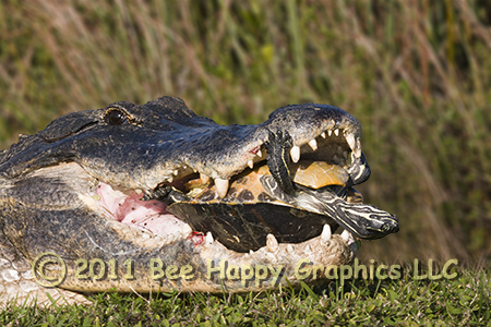 Alligator with Turtle