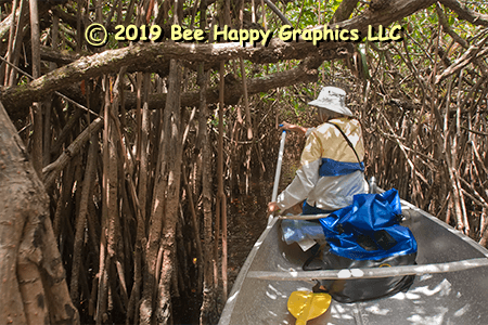 Red Mangrove Maze