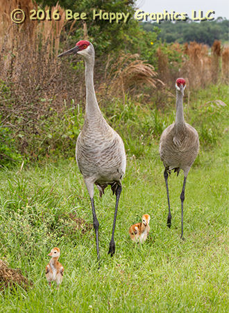 Sandhills On A Stroll