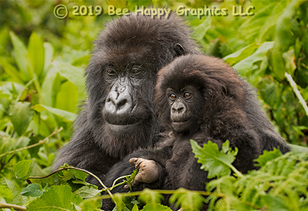 Mountain Gorilla Mother & Baby