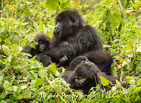 Mountain Gorilla Family