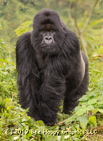 Mountain Gorilla Silverback