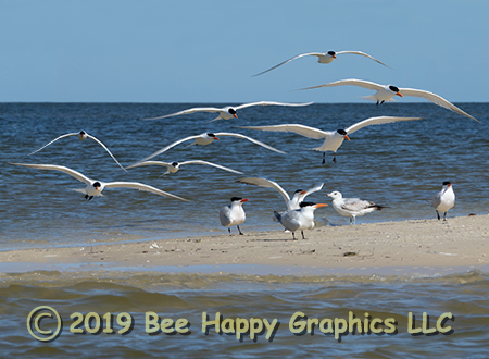 Royal Terns