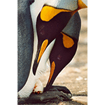 King Penguins