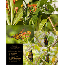 Life Cycle of Monarch Butterfly