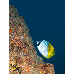 Threadfin Butterflyfish