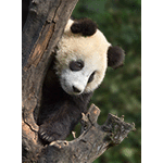 Giant Panda in Tree