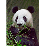 Giant Panda Eating