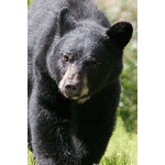 Black Bear