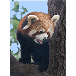 Red Panda