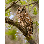 Barred Owl