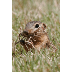 Thirteen-lined Ground Squirrel