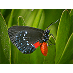 Atala Butterfly