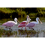 Roseate Spoonbills