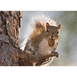 Gray Squirrel