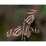 zebra longwing buttefly