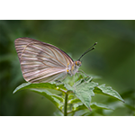 Great Southern White Butterfly