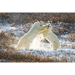 Sparring Polar Bears