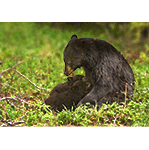 Black Bear and Cubs