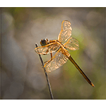 On Golden Gossamer Wings