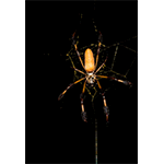 Golden Silk Spider