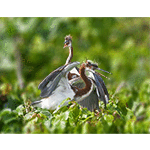 Tricolored Herons