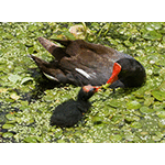 Moorhens