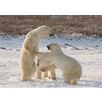 Three Polar Bears