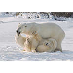 Polar Bear Encounter