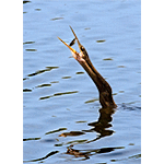 Anhinga