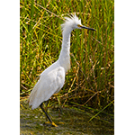 Snowy Egret