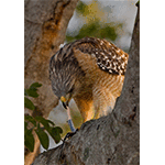 Red-shouldered Hawk