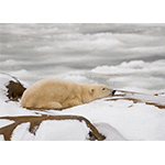 Resting Polar Bear