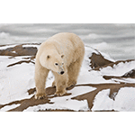 Approaching Polar Bear