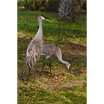 Sandhill Cranes