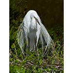 Great Egret In Breeding Plumage