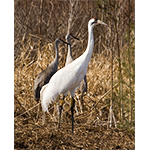 Whooping Crane