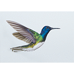 White-necked Jacobin