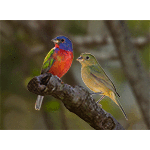 Painted Bunting Pair